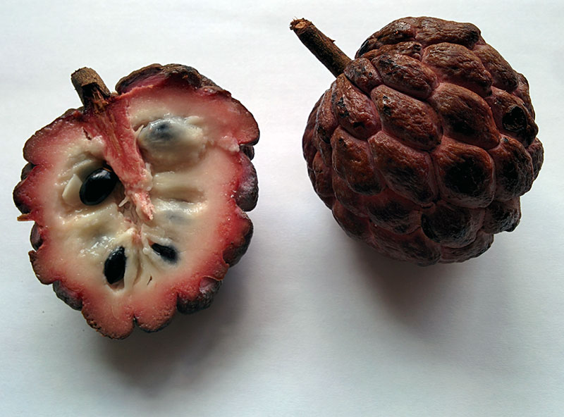 Sugar Apple In Malay / Apple Watch Series 7 to have Blood Sugar